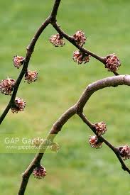 Attēlu rezultāti vaicājumam “Ulmus glabra flower”