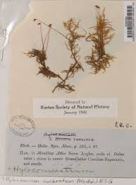 Attēlu rezultāti vaicājumam “Hylocomiastrum umbratum”