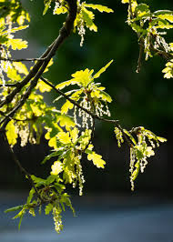 Attēlu rezultāti vaicājumam “Quercus robur male flower”