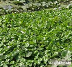 「香菇草」的圖片搜尋結果