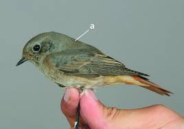 Attēlu rezultāti vaicājumam “Phoenicurus ochruros female”