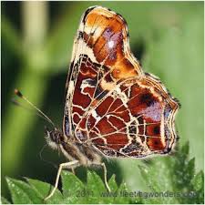 Attēlu rezultāti vaicājumam “Araschnia levana”