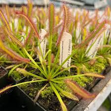 Image result for Drosera