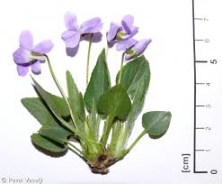 Attēlu rezultāti vaicājumam “Viola hirta leaf”