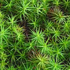 Attēlu rezultāti vaicājumam “Polytrichum commune var. perigoniale”