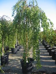 Attēlu rezultāti vaicājumam “Betula pendula Youngii”