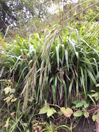 Attēlu rezultāti vaicājumam “Brachypodium sylvaticum fruit”