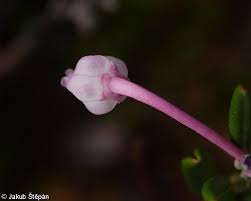 Attēlu rezultāti vaicājumam “Andromeda polifolia bud”