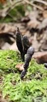 Attēlu rezultāti vaicājumam “Xylaria polymorpha”