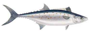 Image result for Scomberomorus maculatus