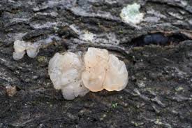 Attēlu rezultāti vaicājumam “Myxarium nucleatum”