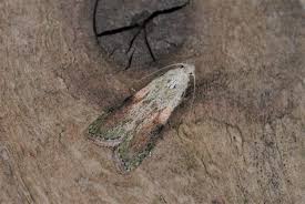 Attēlu rezultāti vaicājumam “Aphomia sociella female”