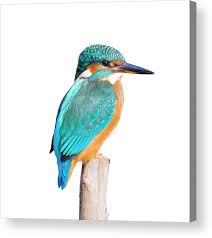 Attēlu rezultāti vaicājumam “Alcedo atthis”