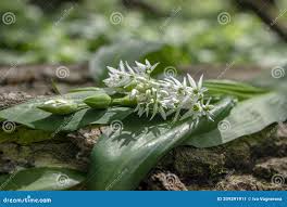 Image result for Allium ursinum