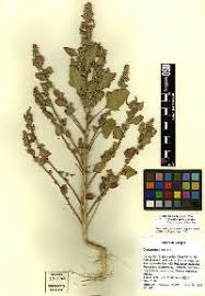 Attēlu rezultāti vaicājumam “Chenopodium acerifolium”