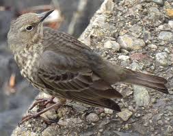 Attēlu rezultāti vaicājumam “Anthus petrosus adult”