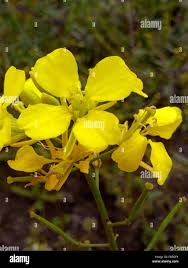 Attēlu rezultāti vaicājumam “Sinapis arvensis fruit”