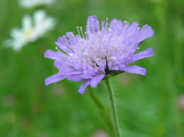Attēlu rezultāti vaicājumam “Caprifoliaceae”