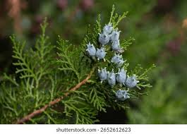 Attēlu rezultāti vaicājumam “Thuja occidentalis flower”