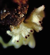 Attēlu rezultāti vaicājumam “Cribraria piriformis stalked”