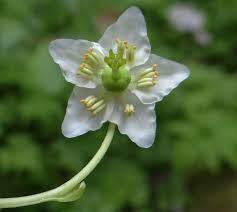 Attēlu rezultāti vaicājumam “Moneses uniflora fruit”