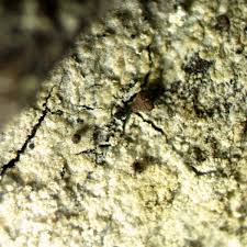 Attēlu rezultāti vaicājumam “Calicium salicinum”