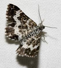 Attēlu rezultāti vaicājumam “Epirrhoe tristata imago”