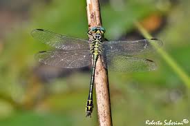 Attēlu rezultāti vaicājumam “Gomphus flavipes”