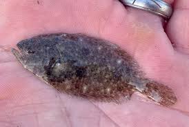 Image result for Paralichthys dentatus