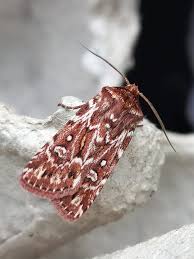 Attēlu rezultāti vaicājumam “Lycophotia porphyrea”