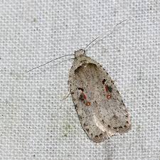 Attēlu rezultāti vaicājumam “Agonopterix ocellana”