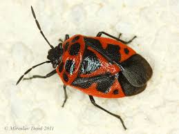 Attēlu rezultāti vaicājumam “Eurydema dominulus”