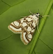 Attēlu rezultāti vaicājumam “Nymphula nitidulata”