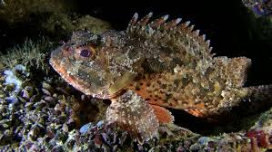 Image result for Scorpaena porcus