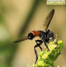 Attēlu rezultāti vaicājumam “Cylindromyia sp.”