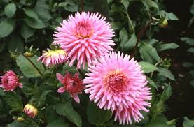 Image result for Dahlia hybrid.