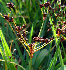 Attēlu rezultāti vaicājumam “Juncus capitatus fruit”