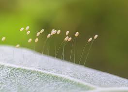 Attēlu rezultāti vaicājumam “Chrysopidae eggs”