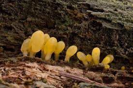 Attēlu rezultāti vaicājumam “Calocera glossoides”