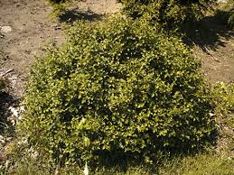 Attēlu rezultāti vaicājumam “Ribes alpinum”