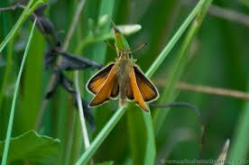 Attēlu rezultāti vaicājumam “Thymelicus lineola underside”