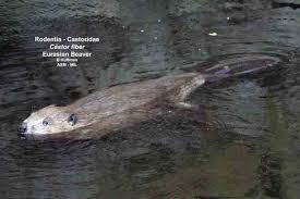 Image result for Castor fiber