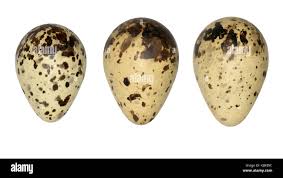 Attēlu rezultāti vaicājumam “Gallinago gallinago eggs”