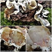 Attēlu rezultāti vaicājumam “Skeletocutis amorpha”