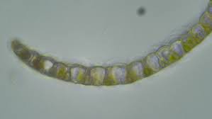 Attēlu rezultāti vaicājumam “Sphagnum fallax”