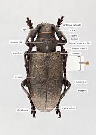 Attēlu rezultāti vaicājumam “Monochamus sutor”