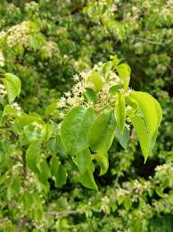 Attēlu rezultāti vaicājumam “Prunus padus var. roseiflora”