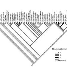 Attēlu rezultāti vaicājumam “Eulithis pyropata”