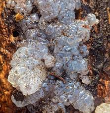 Attēlu rezultāti vaicājumam “Myxarium nucleatum”