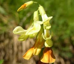 Attēlu rezultāti vaicājumam “Lathyrus laevigatus”